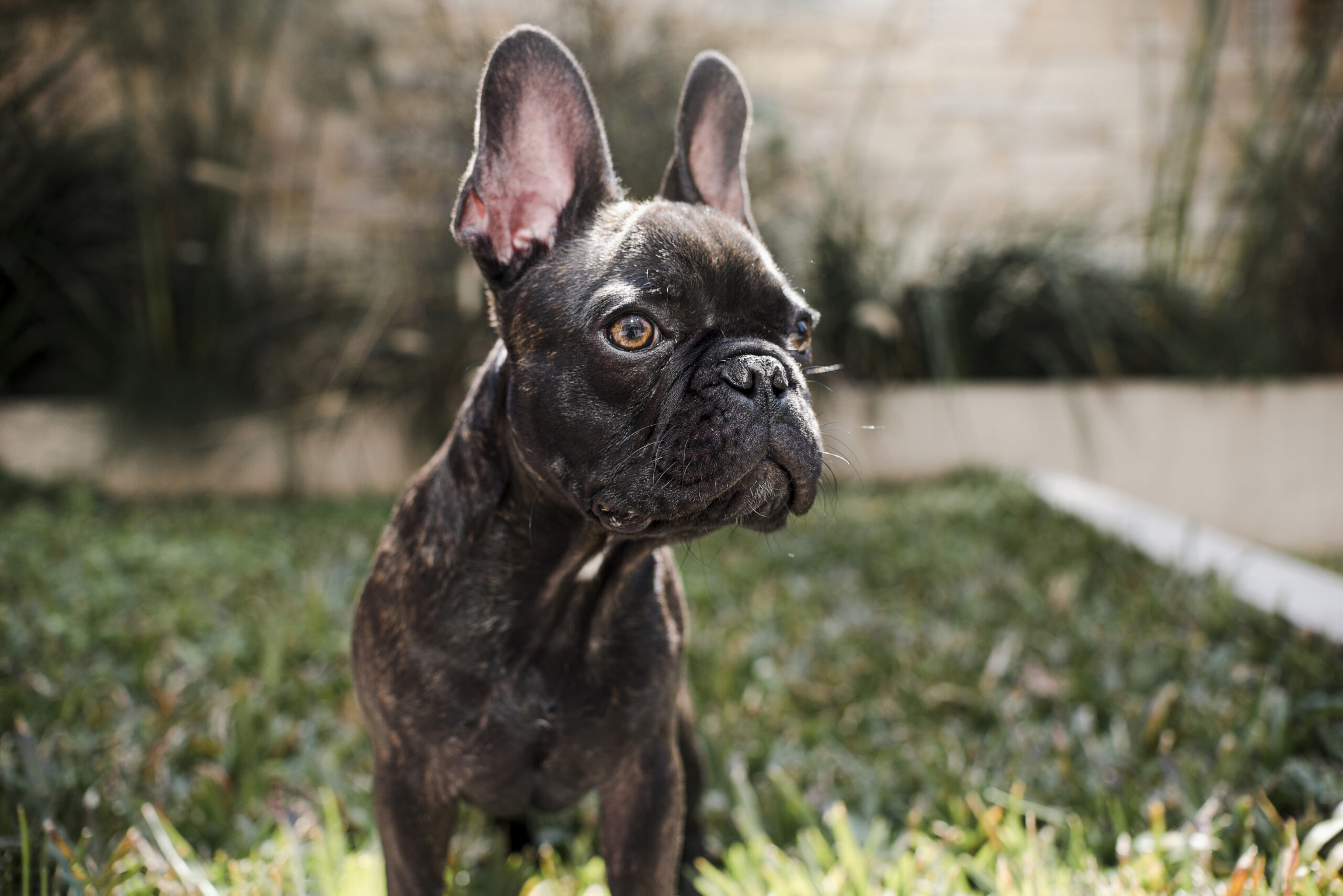 bulldog frances