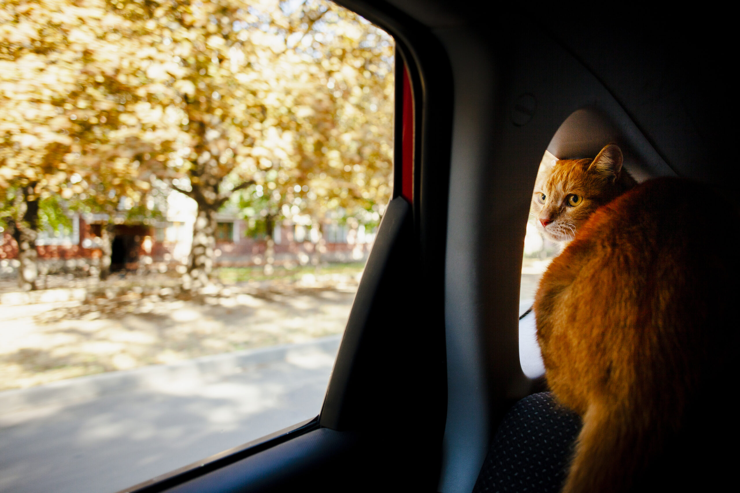 cuidado del gato al viajar