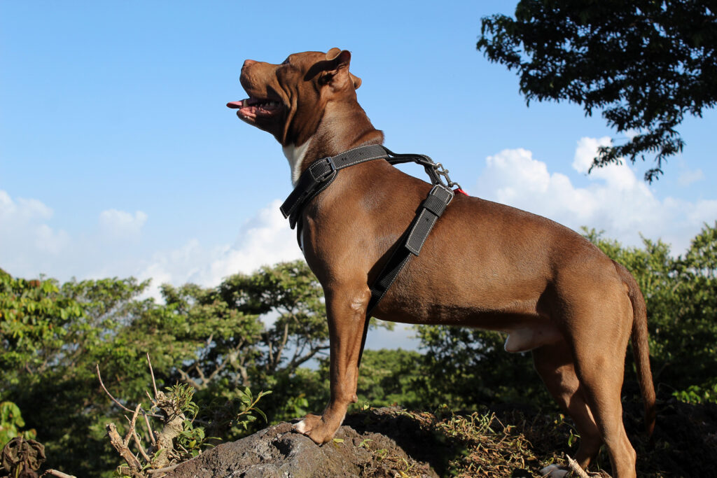 pecho del perro