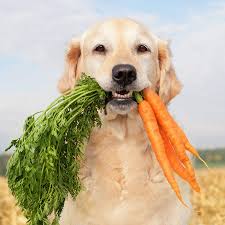 perros-saludables-emopet