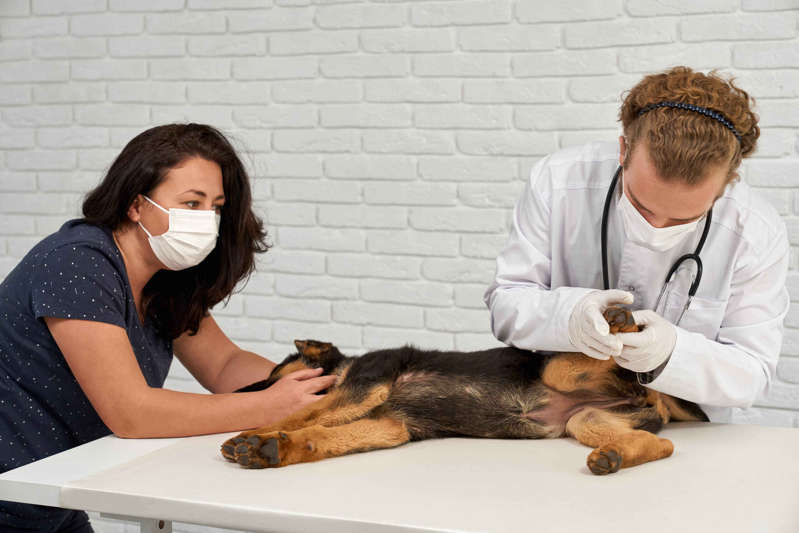 riesgo de sedar a un perro
