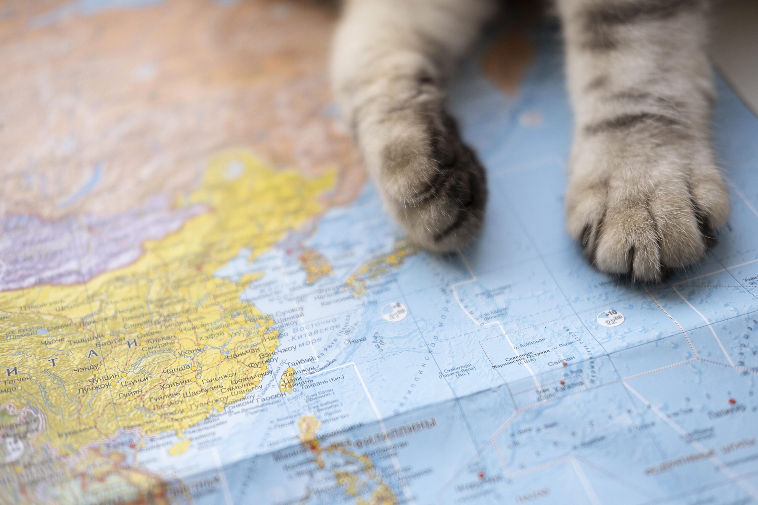 viajando con gato