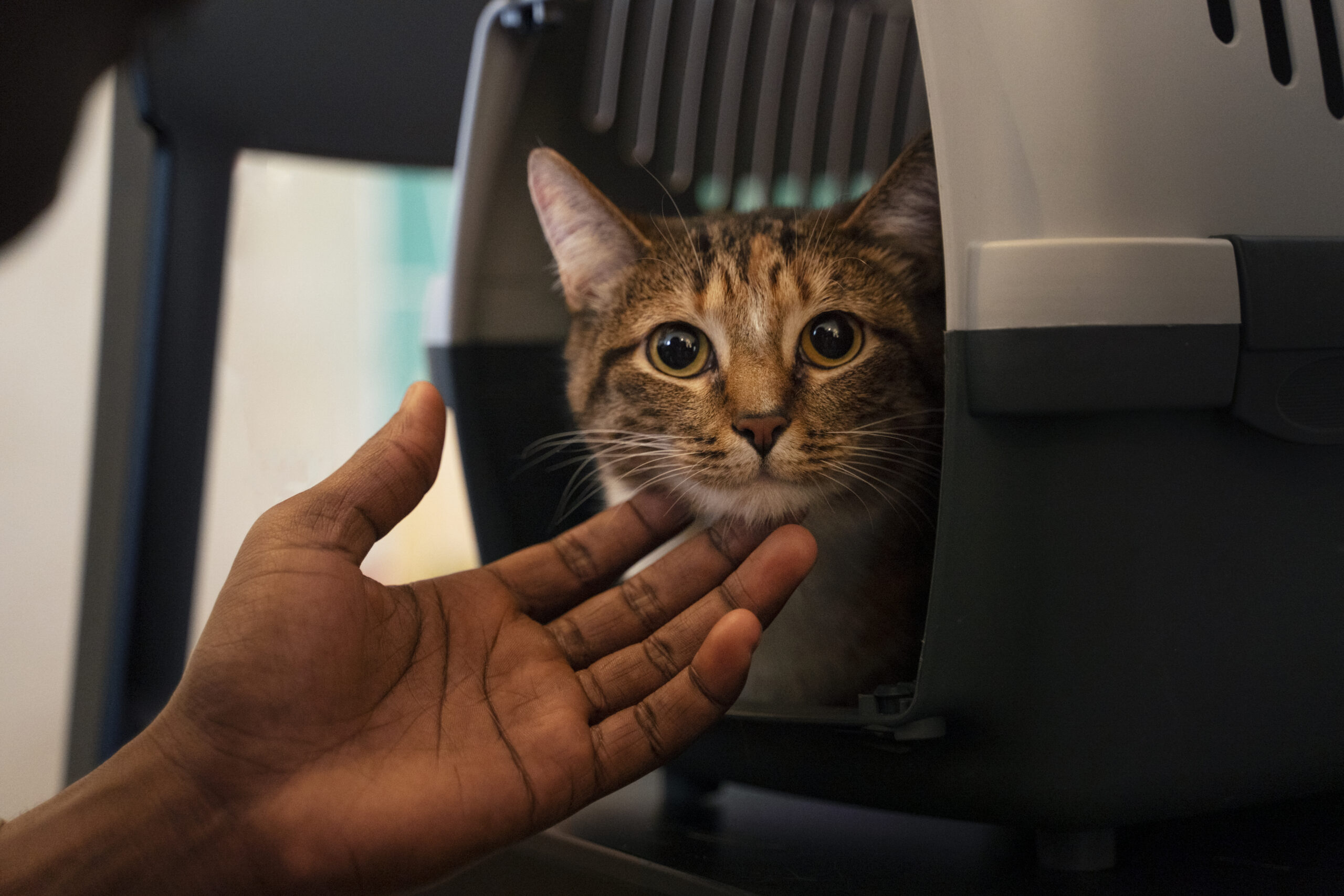 viajar con gato en bus