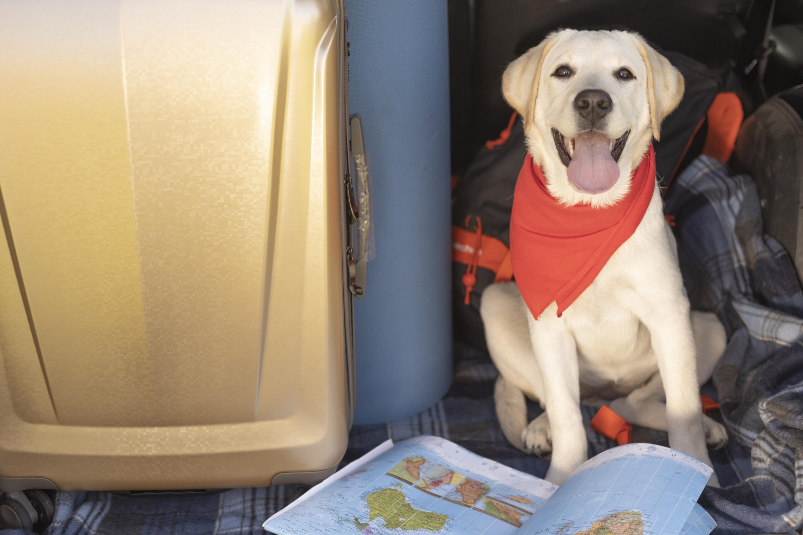 viaje comodo con perro