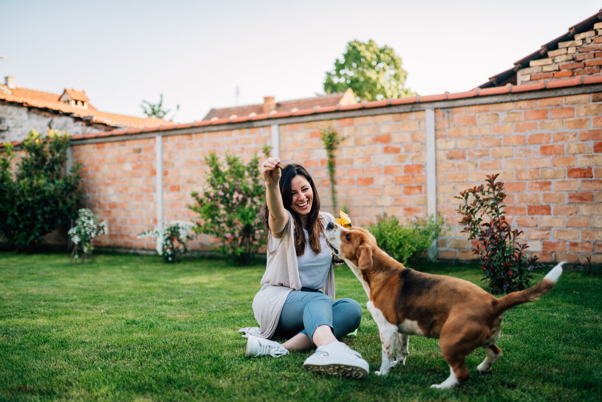 juegos-sanos-perros-emopet