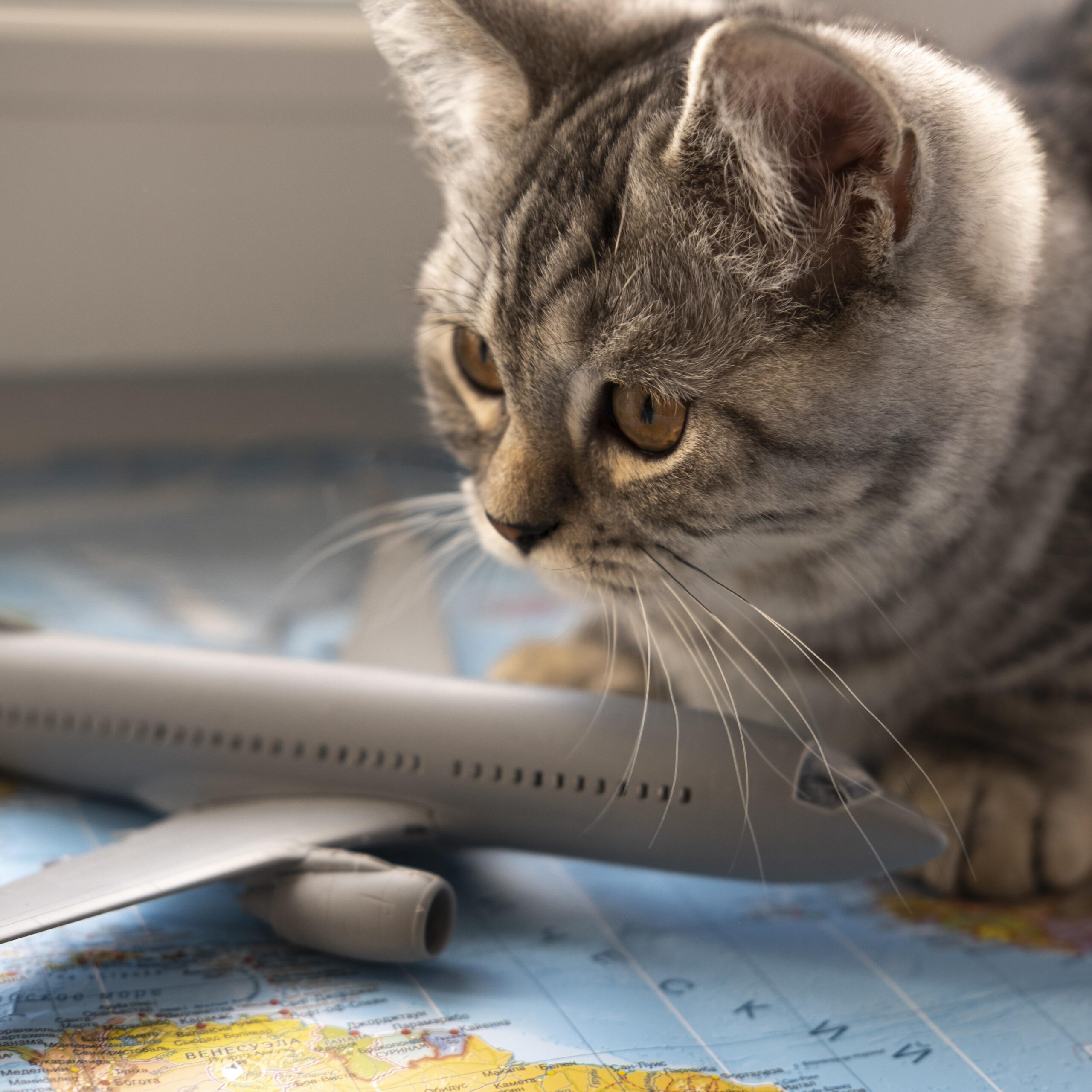 volar con gatos