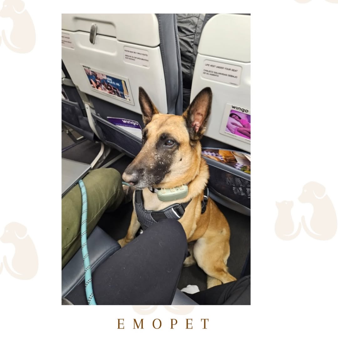 Post de @emopet.co en Instagram