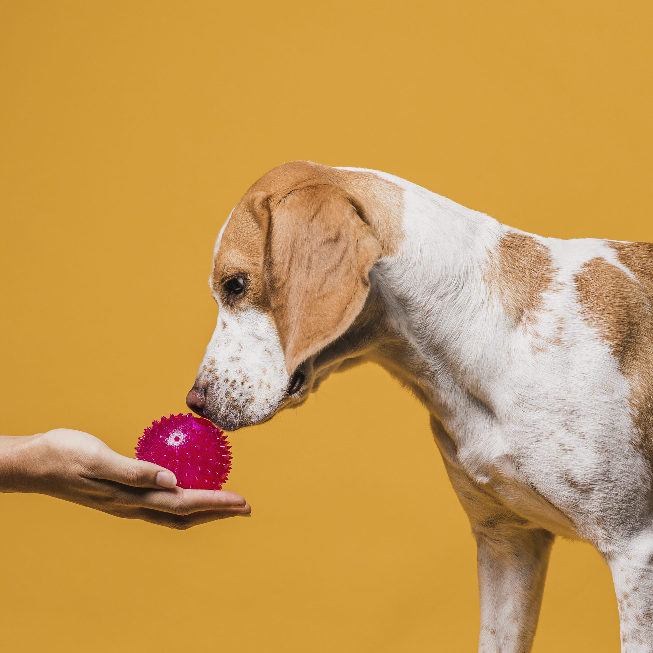 alternativas a sedante para perro