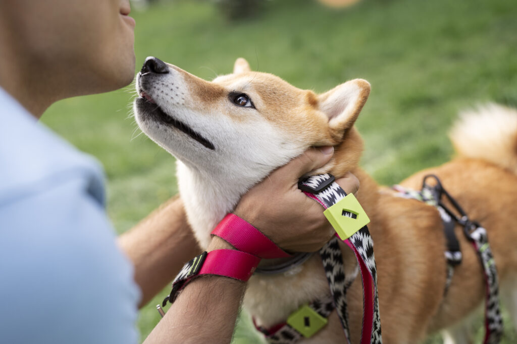 conseguir perro de asistencia