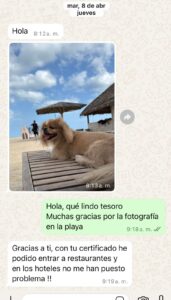 perrito-viajando