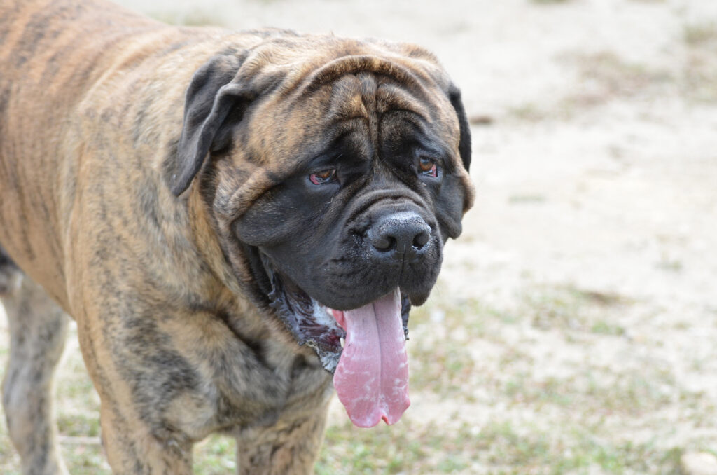 Bullmastiff perro