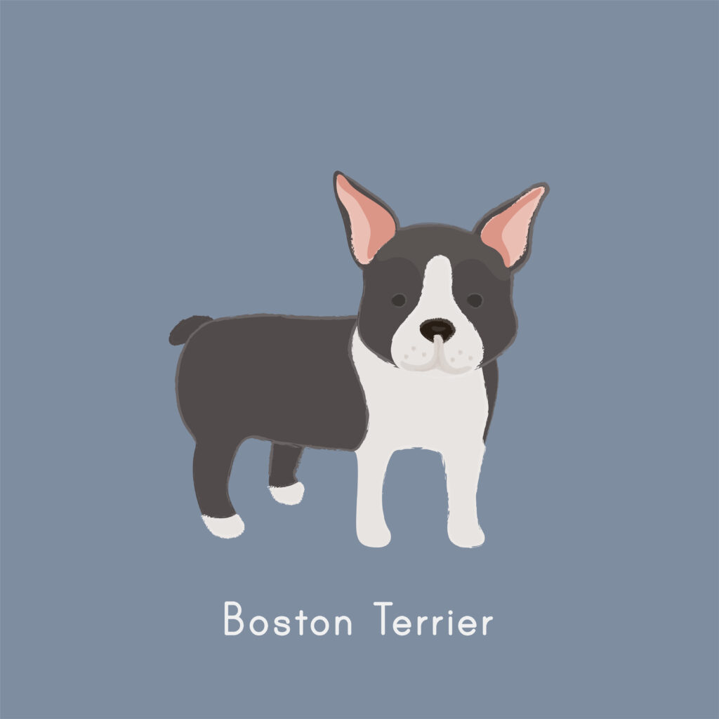 boston terrier perro