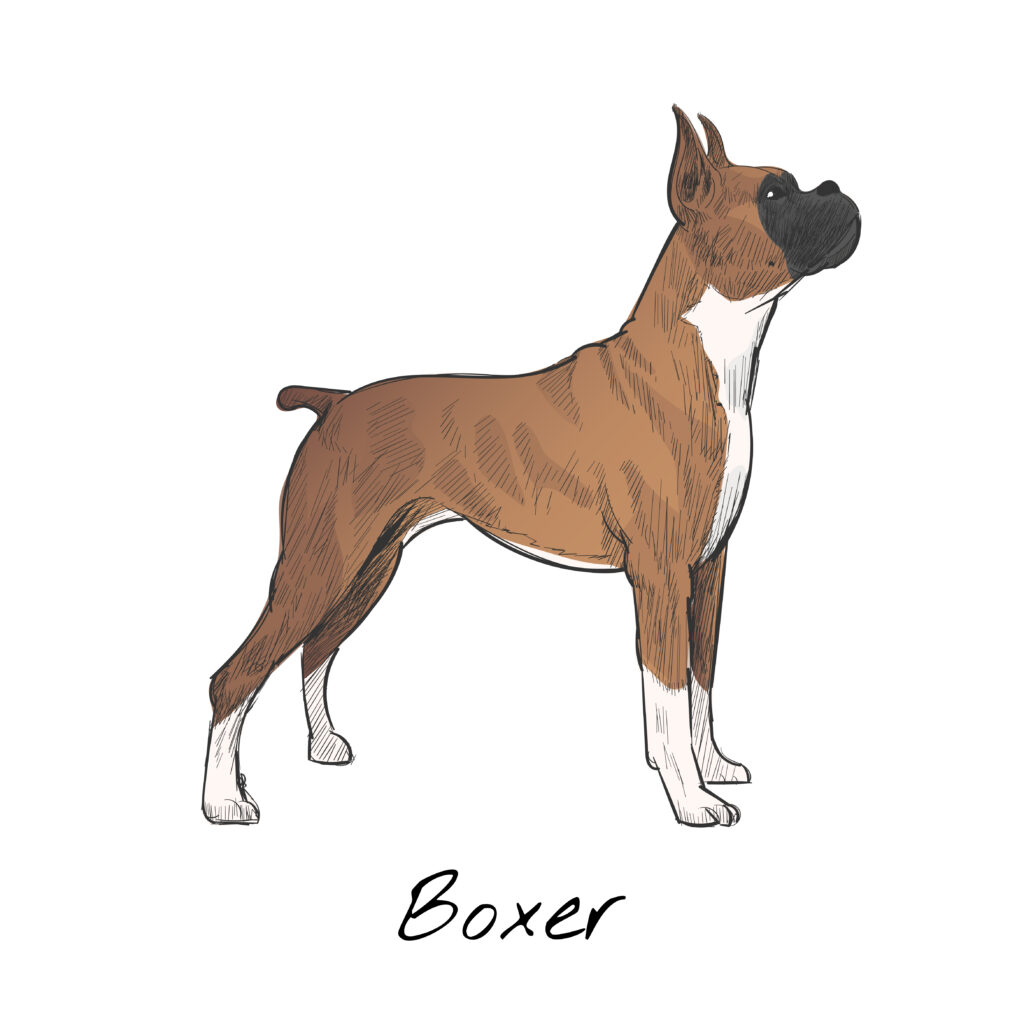 boxer perro