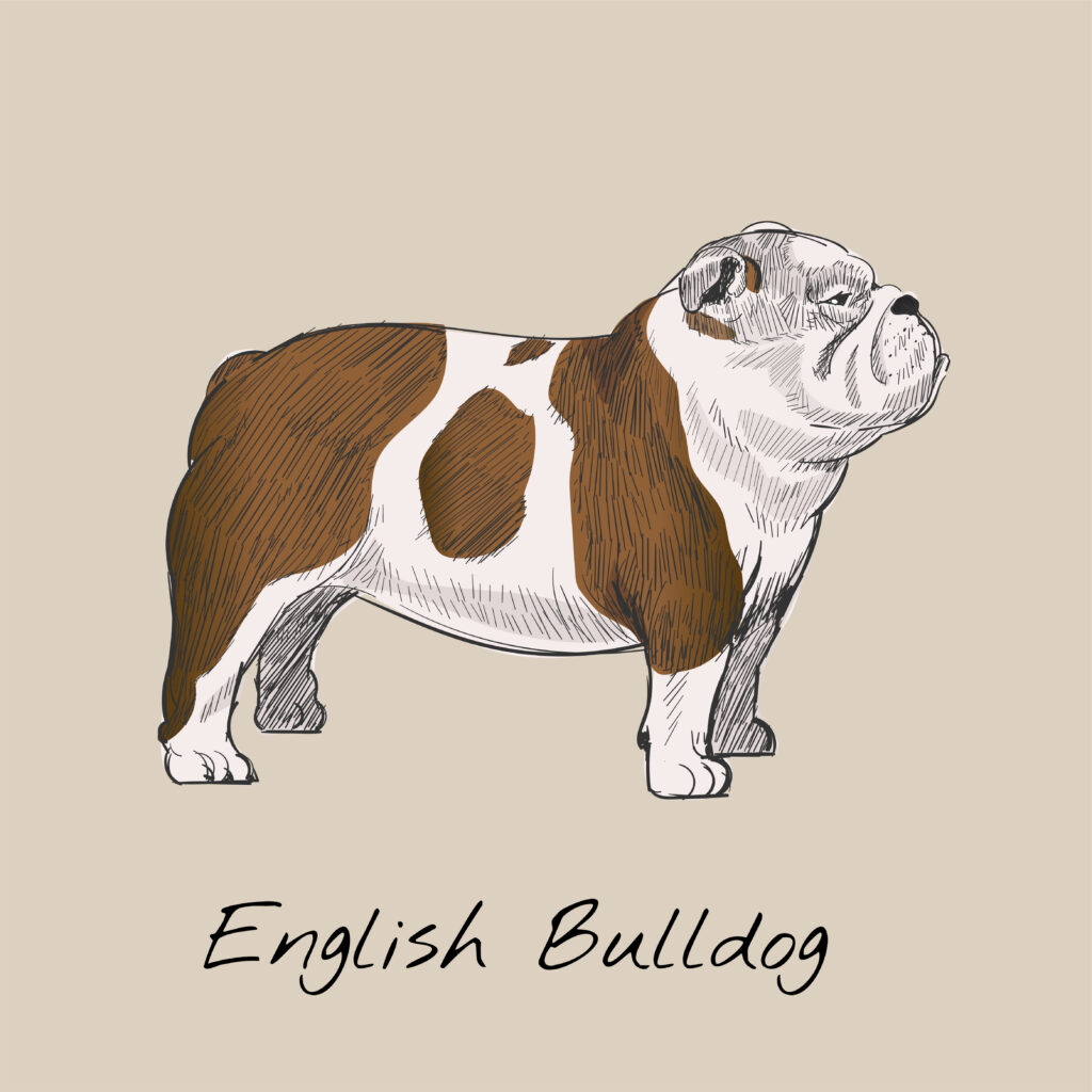 bulldog ingles
