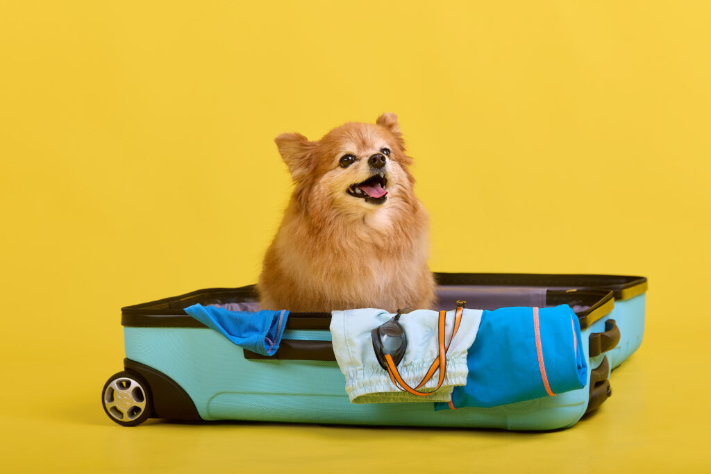 consejos viajar con mascotas