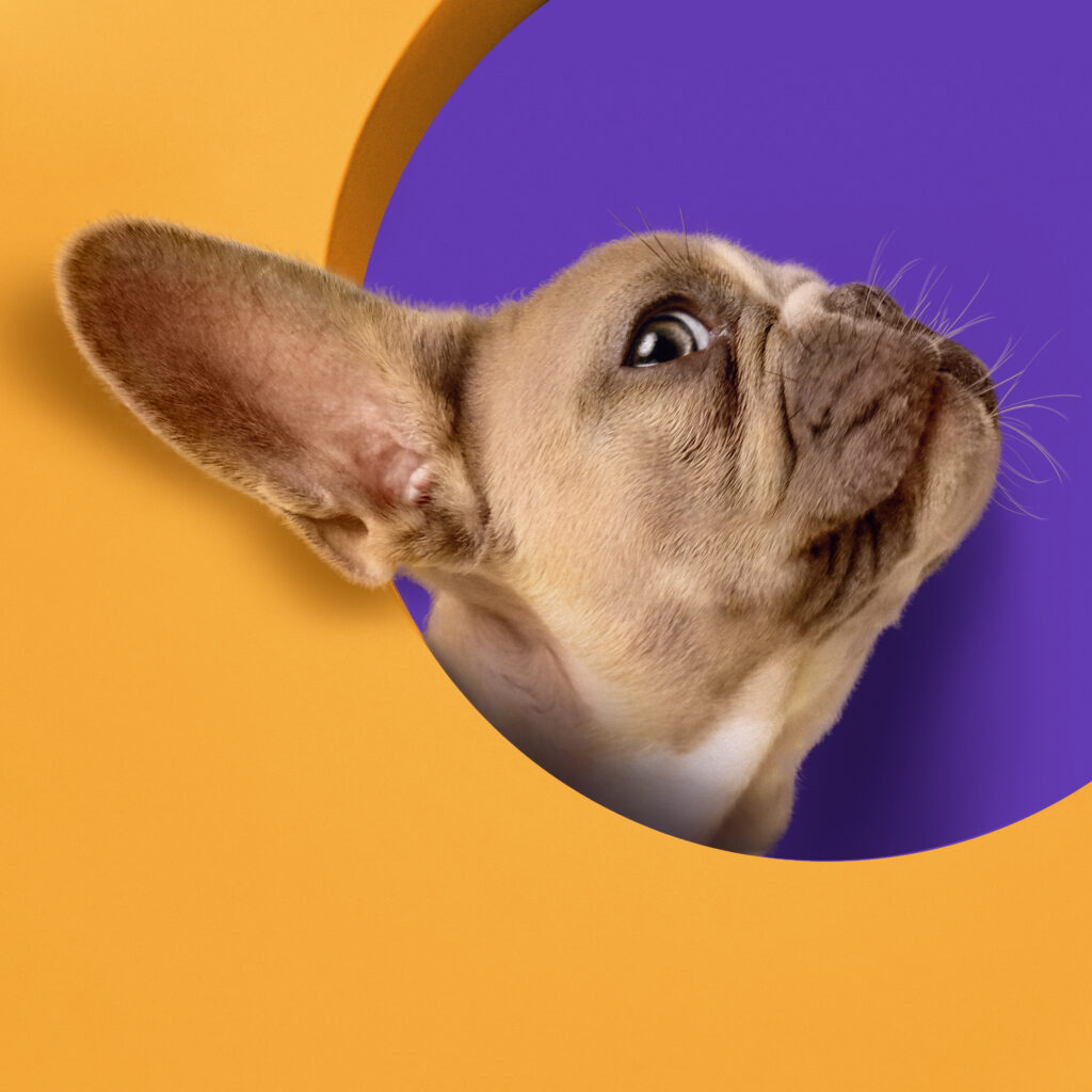 estrategias para mascotas