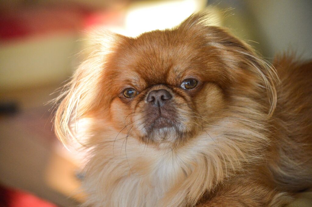pekines perro