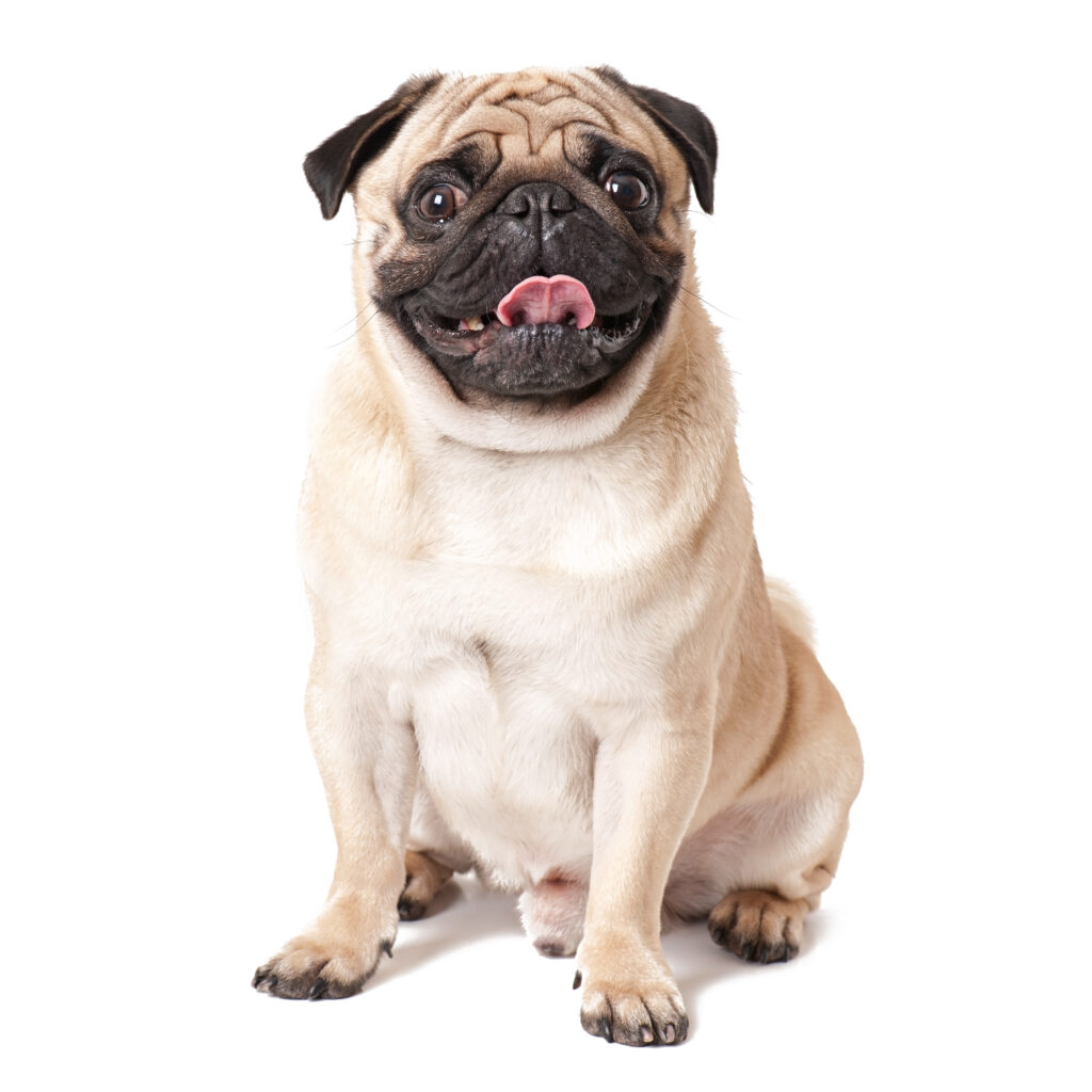 pug perro