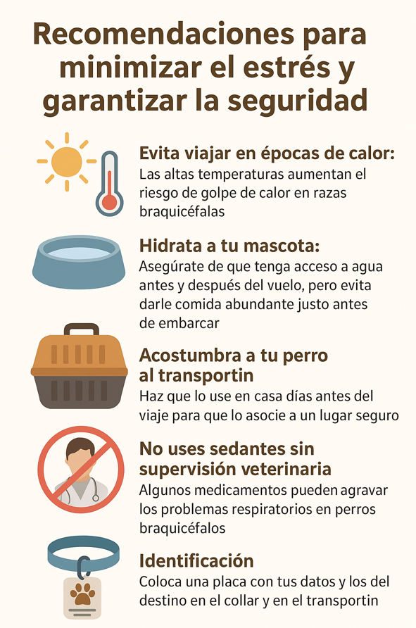 recomendaciones viajar con mascotas