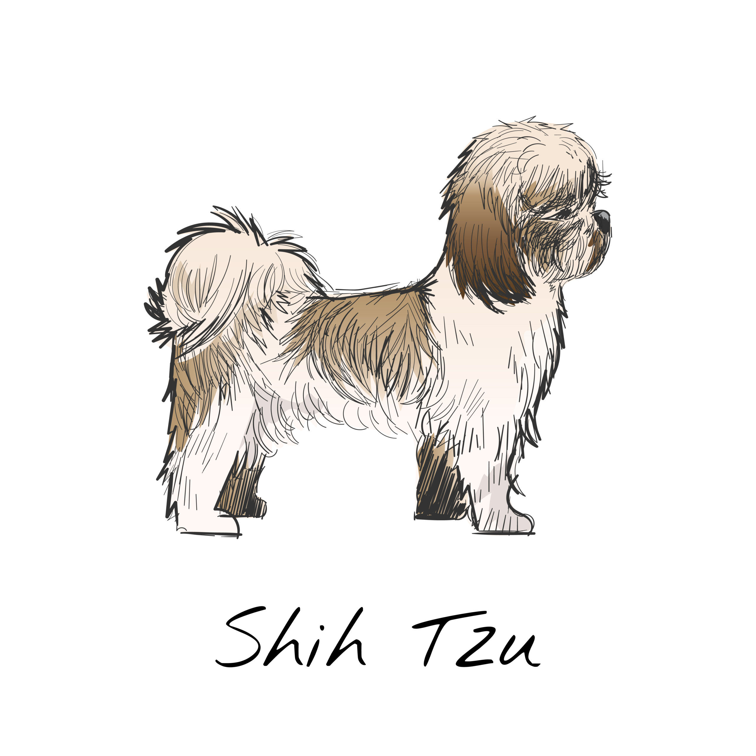 shin tzu perro