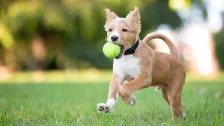 emopet-fortalecer-vinculos