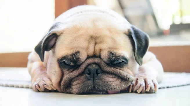 perro-ansioso-emopet