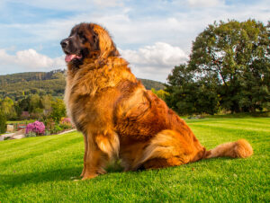 leonberger-raza-grande-emopet