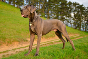 gran-danes-raza-de-perro-emopet