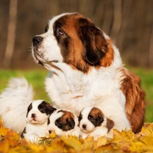 san-bernardo-emopet-razas-grandes