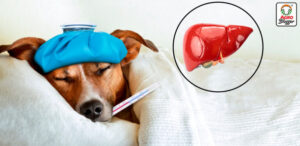 Enfermedades-digestivas-perros-emopet