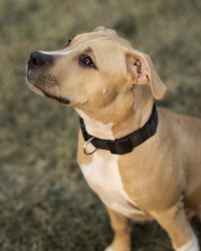 medir el cuello del perro