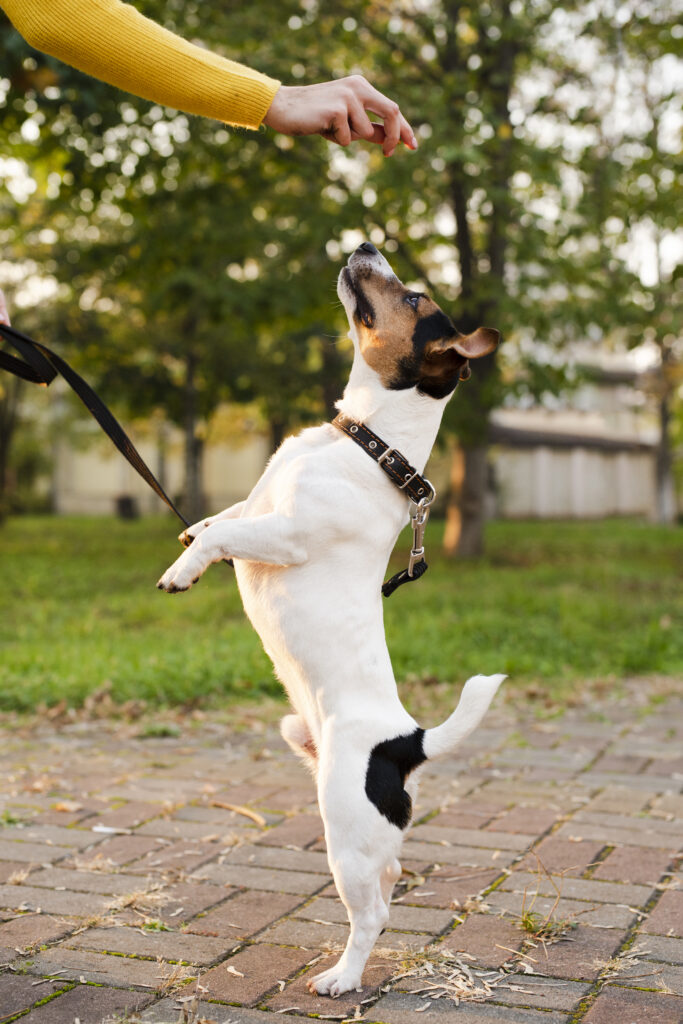 medir perro segun la cruz